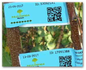 Adotta una pianta Paulownia